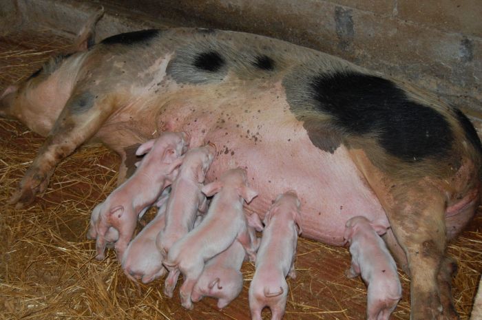 una scrofa allatta i suoi maialino stesa nella stalla di lato 