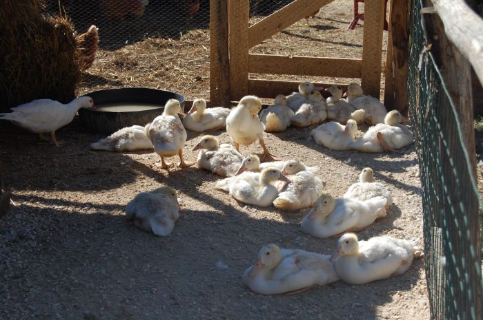 piccole oche prendono il sole nel recinto del cortile 
