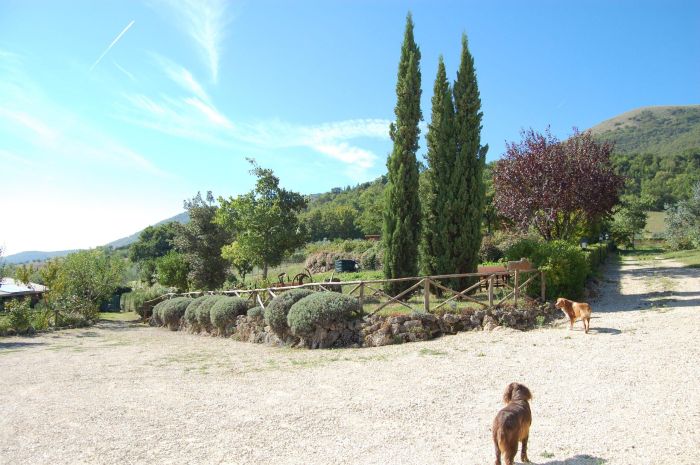 un cane da caccia libero nel cortile con vista della collina 