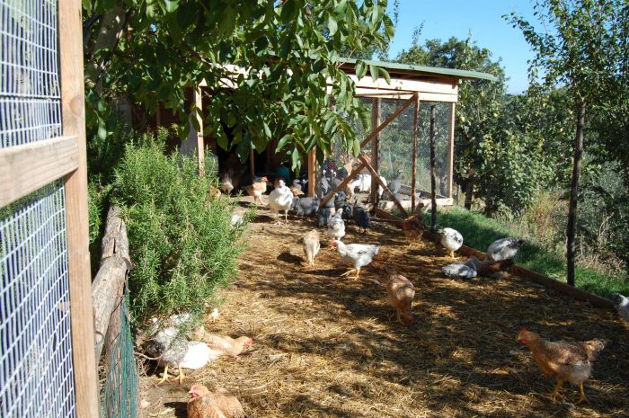galline in un recinto nel cortile della fattoria 