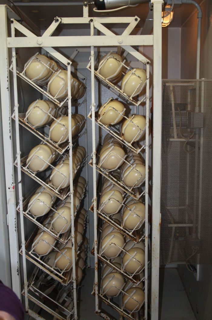 uova di struzzo esposti in un raccoglitore elettronico 