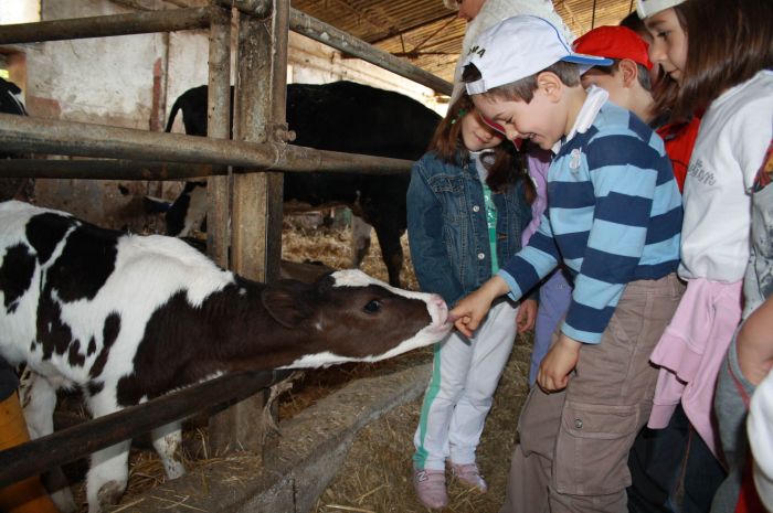 un bambino sorride mentre un vitellino gli ciuccia in dito della mano 