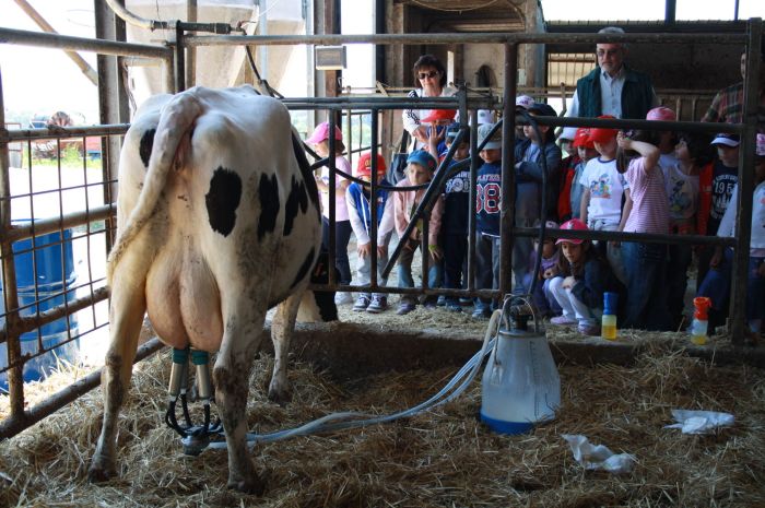 mungitura elettronica di una mucca mentre i bambini osservano 