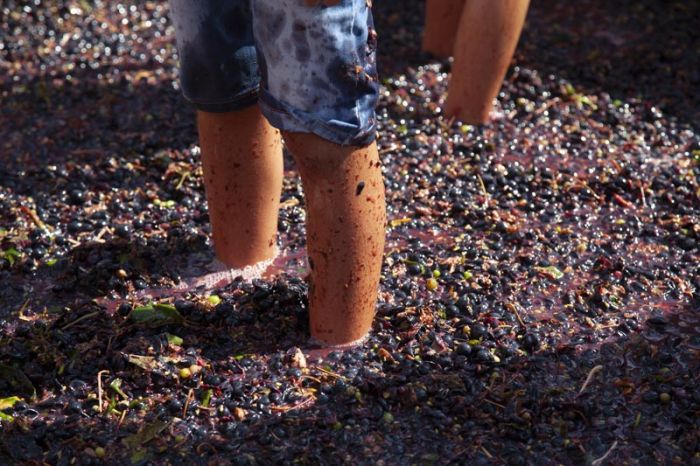 bambino pigia l'uva con i piedi 