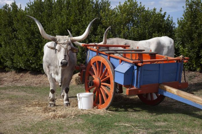 buoi e carro