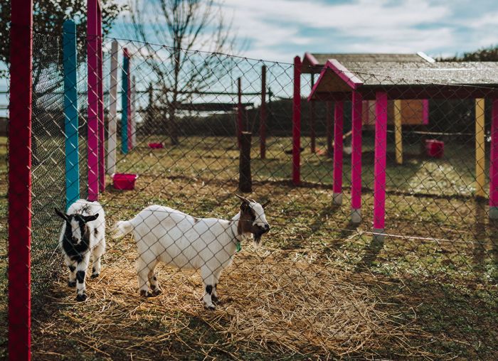 caprette al pascolo dentro un recinto 