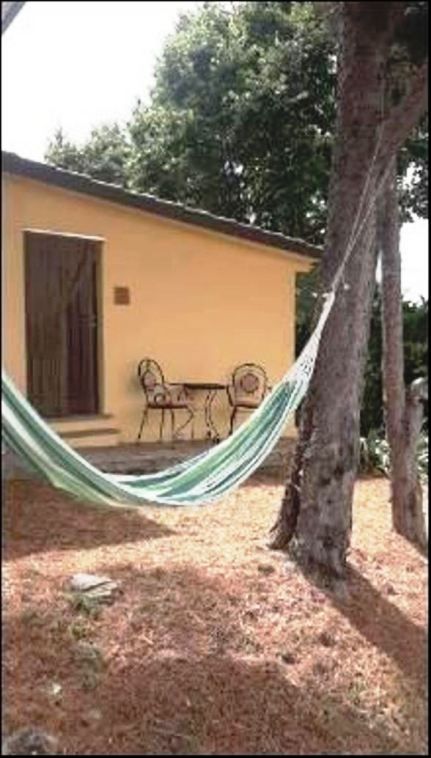 Un hamac paisible dans un jardin avec une maison jaune en arrière-plan.