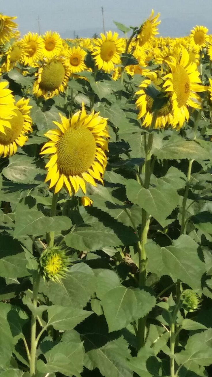 Un vaste champ de tournesols jaunes s'étend sous un ciel dégagé.