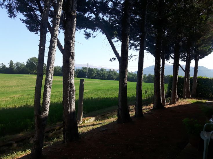 Un panorama serein d'un champ vert entouré d'arbres offrant de l'ombre. Un endroit parfait pour se détendre.