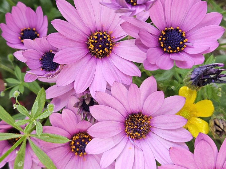 Vibrant flowers blooming in a garden, featuring pink petals and dark details at the center.