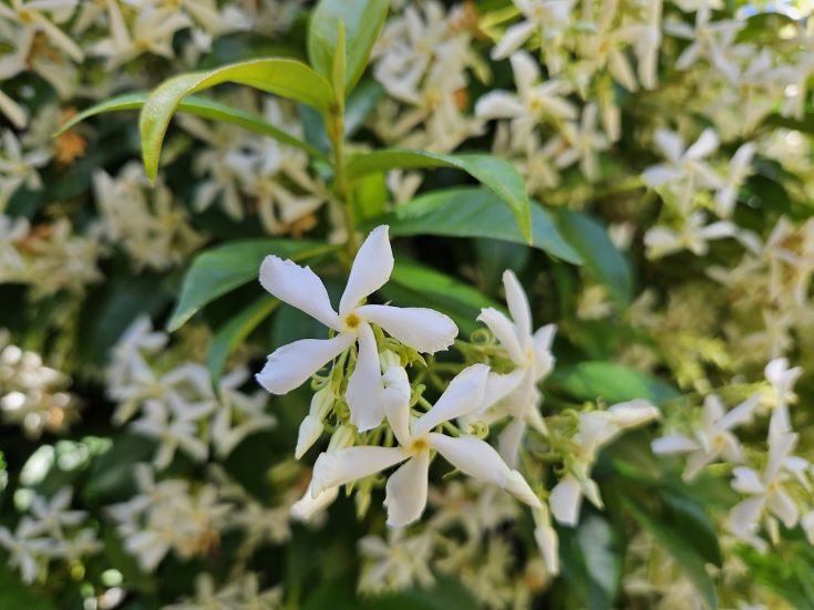 White flowers surrounded by green, capturing a simple and natural moment.