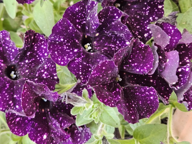 Purple petunia flowers with white edges, perfect for enhancing gardens and terraces with a splash of color.