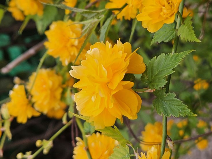 Bright yellow flowers bloom in the surrounding green nature, creating a simple yet captivating contrast.