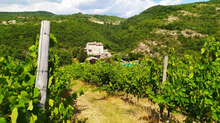 Un vigneto che circonda un edificio rustico immerso nel verde, in un ambiente naturale e tranquillo.