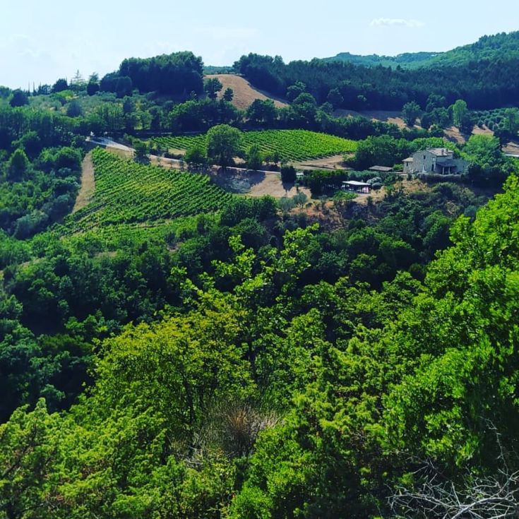 Un panorama sulla campagna umbra caratterizzata da vigneti e una villa circondata dal verde.