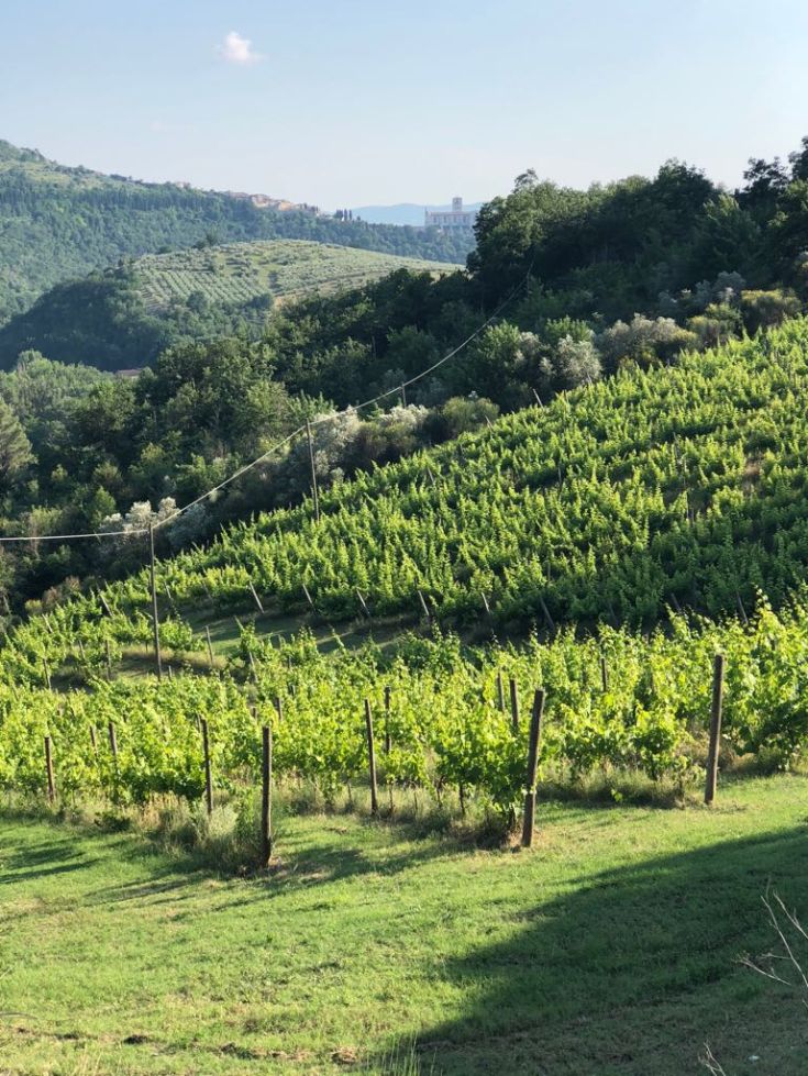 Una scena di vigne verdi che si sviluppano su colline morbide e ondulate.