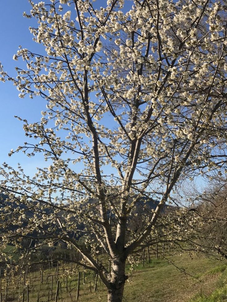 Un albero in fiore in un paesaggio tranquillo sotto un cielo sereno.