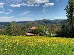 Eine ruhige Landschaft mit sanften grünen Hügeln und gelben Blumen, perfekt für entspannte Outdoor-Aktivitäten.