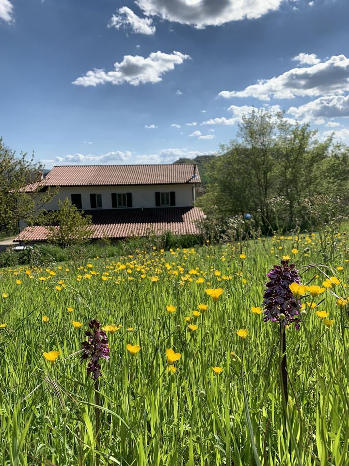 Panorama eines blühenden Feldes auf dem Land, mit einem Bauernhaus im Hintergrund und einem klaren Himmel.