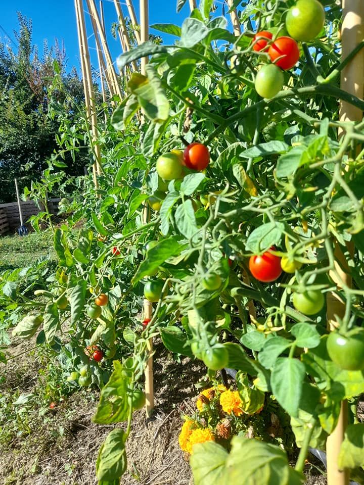 Tomatenpflanzen in einem sonnigen Garten mit Früchten in verschiedenen Farben, die zur Ernte bereit sind.