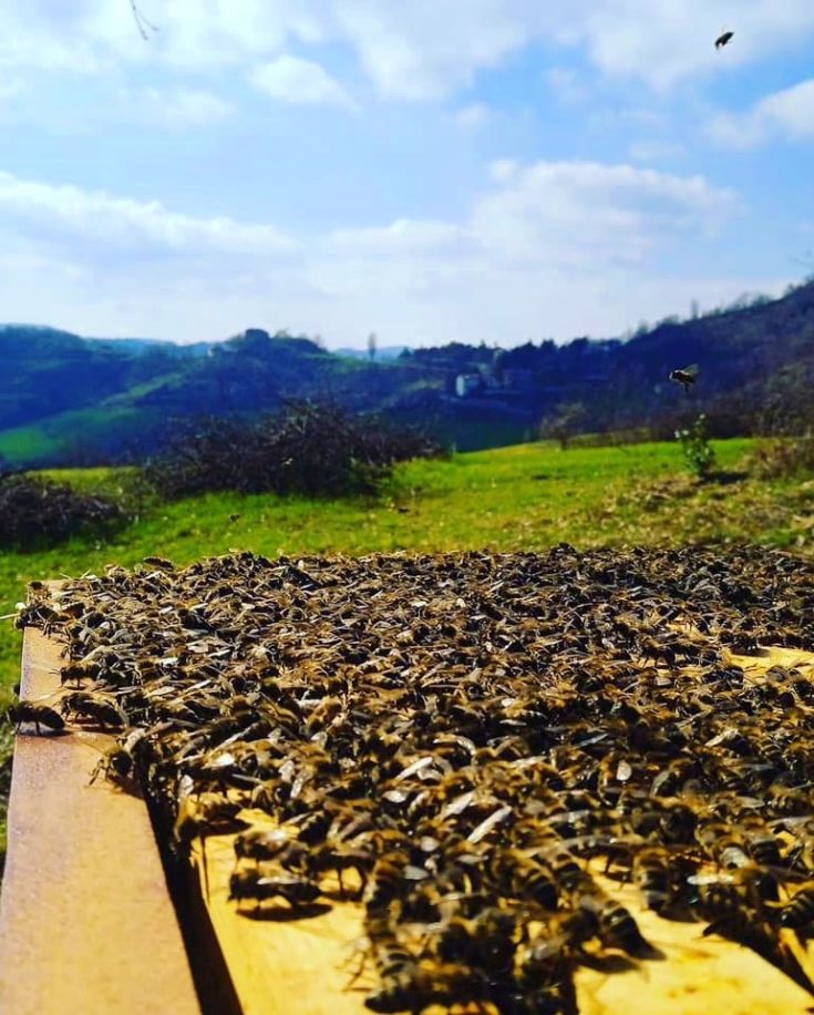 Ein Bienenstock in der Sonne, umgeben von Hügeln und natürlicher Vegetation.