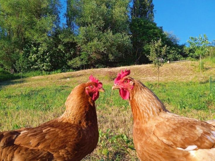 Zwei braune Hühner in einer natürlichen Umgebung, umgeben von Vegetation unter einem klaren Himmel.