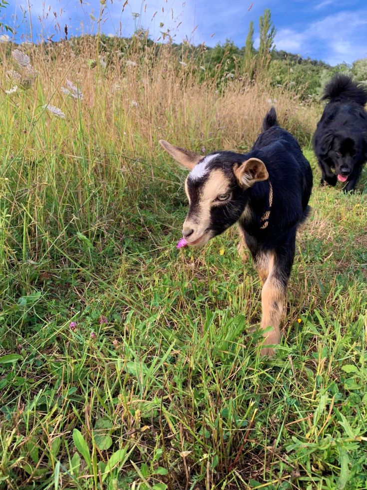 Ein neugieriges Zicklein streift durch die grüne Wiese, während ein Hund es aus der Nähe beobachtet.