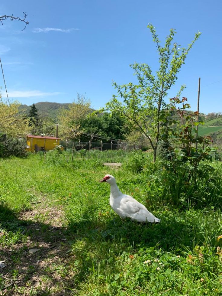 Eine weiße Ente bewegt sich auf einem grünen Rasen unter einem klaren blauen Himmel.