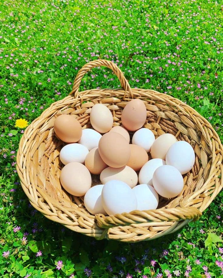 Ein Korb mit weißen und braunen Eiern liegt auf einem grünen Rasen mit bunten Blumen, der die Frische der Natur hervorruft.