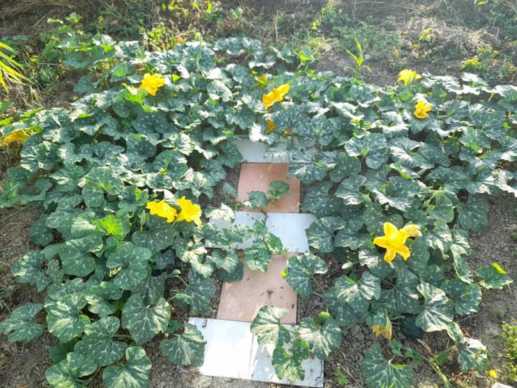 Ein blühendes Feld mit gelben Blumen, die entlang eines gepflasterten Weges wachsen.