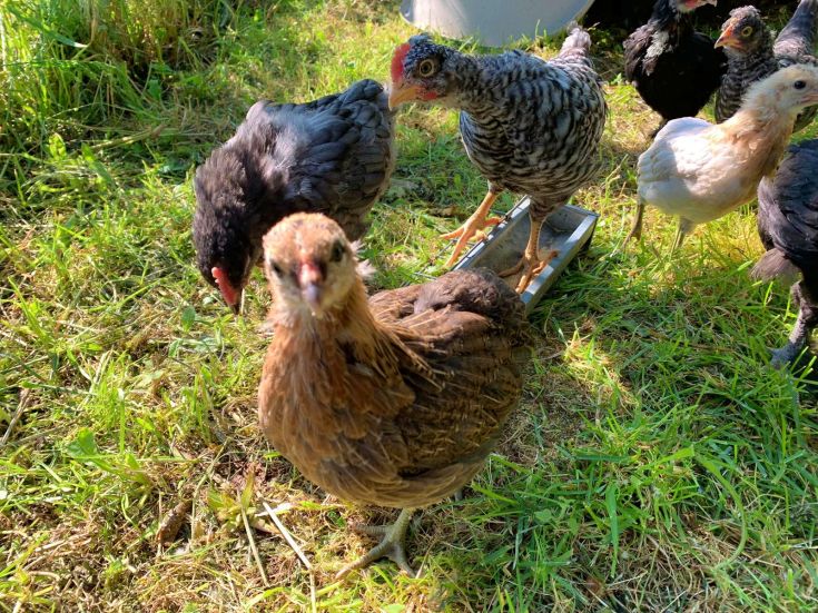 Küken, die sich frei im Gras einer ruhigen Landschaft auf dem Land bewegen.
