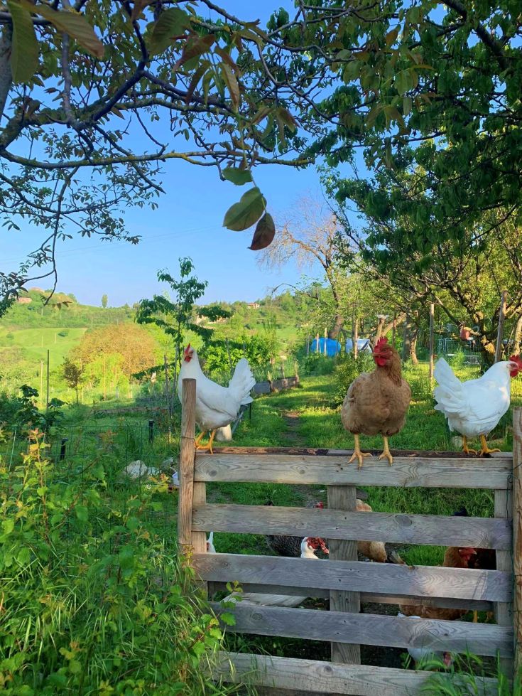Hühner grasen in einer üppigen ländlichen Landschaft und vermitteln ein Gefühl von Ruhe und Landleben.