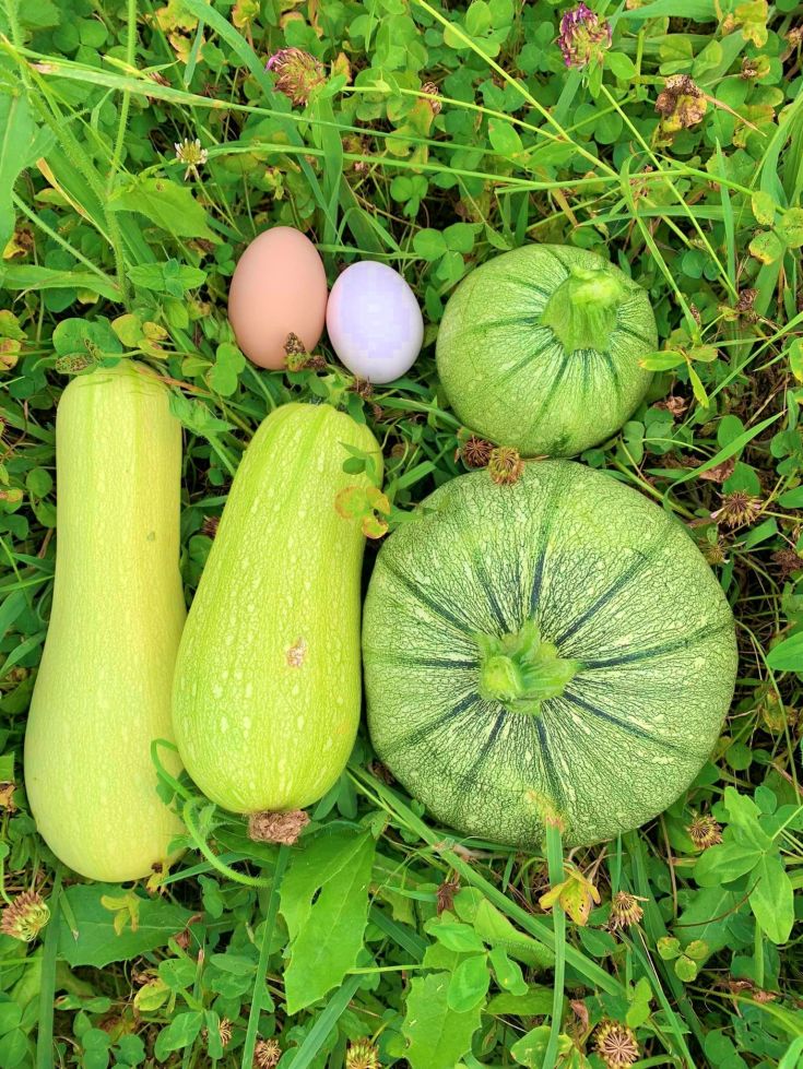 Eine Ansammlung von Zucchini und Eiern, die auf einer grünen Wiese platziert sind und die Frische der Natur hervorrufen.