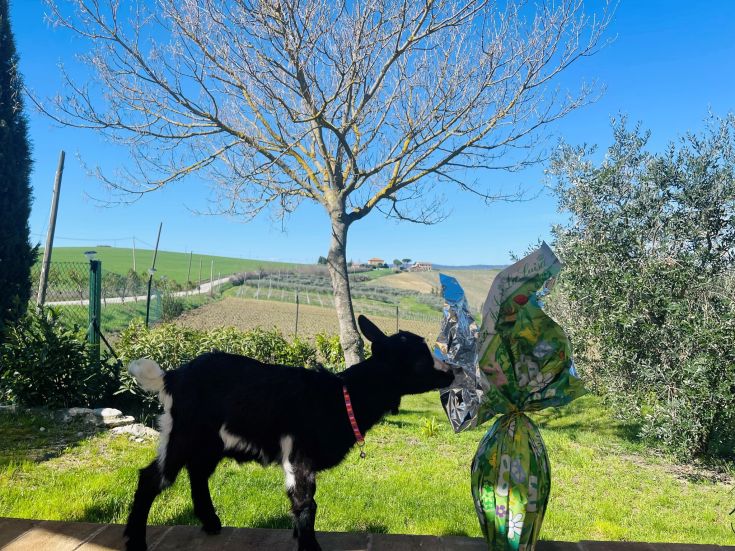 Una capretta curiosa osserva un uovo di Pasqua colorato in un ambiente naturale e rilassato.