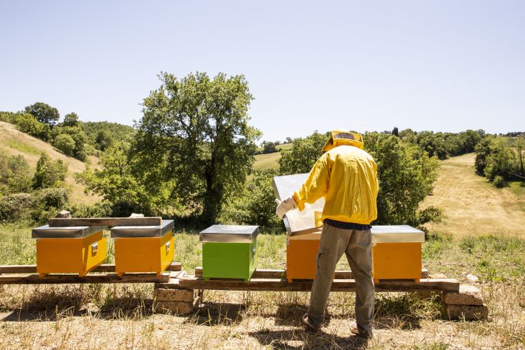 Un apicoltore esamina le arnie in un ambiente tranquillo, circondato da vegetazione e natura.