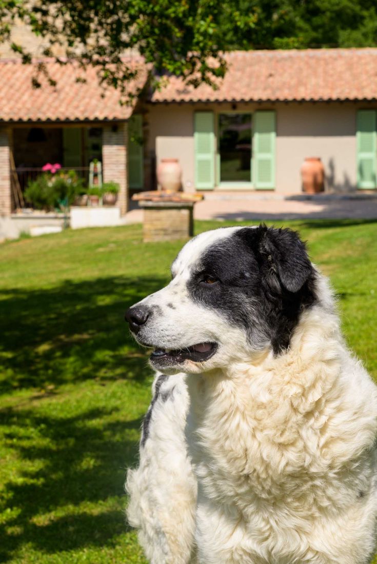 A black and white dog in a well-kept garden, with a house visible in the background.