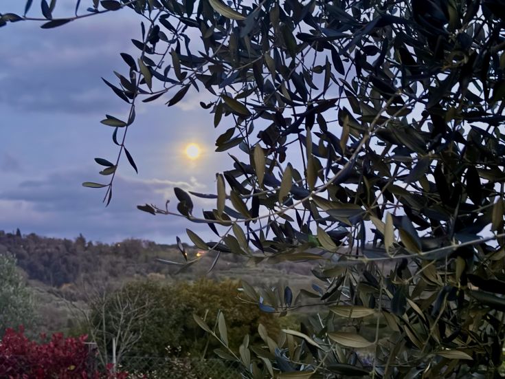 A tranquil scene with olive trees illuminated by the moon, a natural corner of calm.