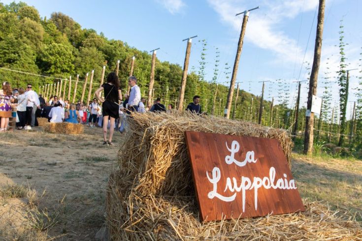 Un evento che si svolge in un campo di luppolo, caratterizzato da un'atmosfera semplice e di socialità.