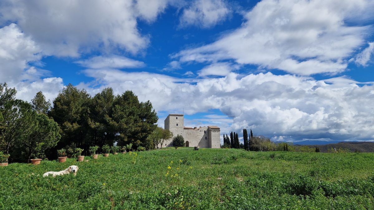 A peaceful landscape featuring a historic tower and a dog exploring the surrounding greenery. The sky is blue with clouds.