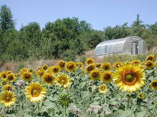 Ein Feld mit strahlenden Sonnenblumen und einem Gewächshaus im Hintergrund, umgeben von natürlicher Vegetation.