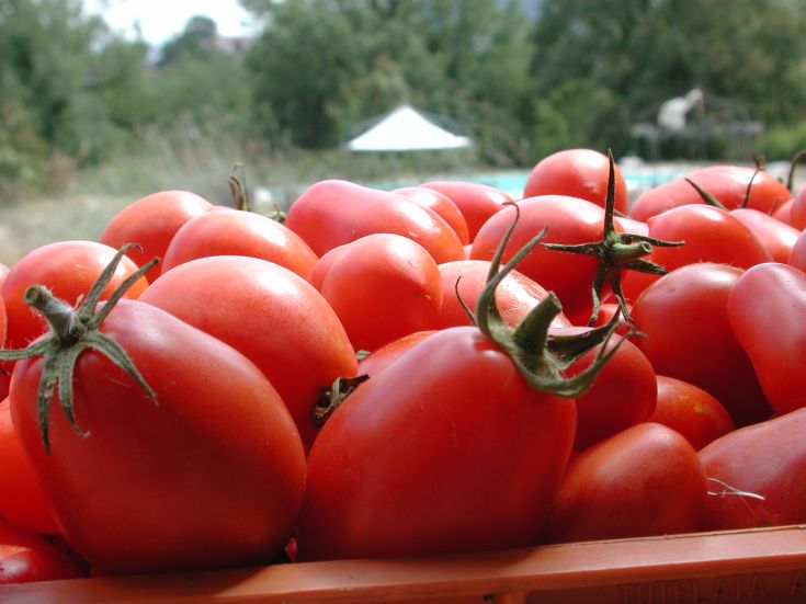 Frisch gepflückte, lebhaft rote Tomaten, saftig und perfekt für Gerichte in der Küche.