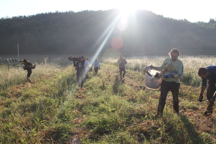 Eine Gruppe von Menschen arbeitet in einem hellen Feld, umgeben von Grün, während sie Pflanzen sammeln.
