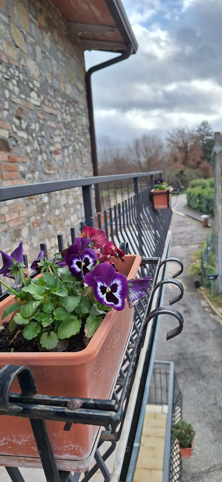 Fiori di pansè dai colori vivaci su un balcone, che aggiungono un tocco di freschezza a un'estate tranquilla.