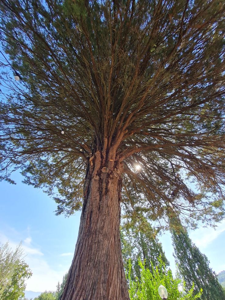 Ein großer Baum erhebt sich in den Himmel und zeigt seine Struktur und das grüne Laub.