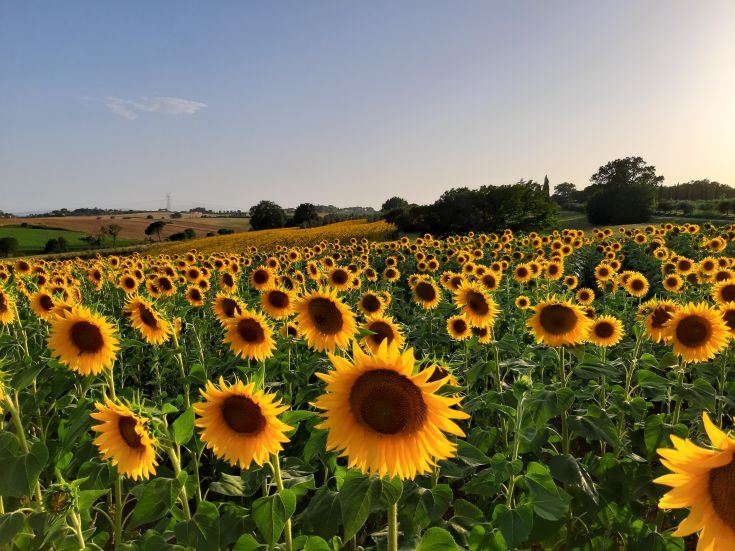 Un ampio campo di girasoli si estende nel paesaggio estivo, contribuendo a un'atmosfera tranquilla e gradevole.
