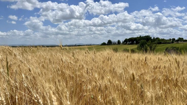 Un vaste champ de blé mûr sous un ciel bleu avec quelques nuages blancs passant.