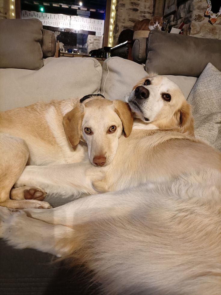 Two dogs are resting together on a sofa in a serene and comfortable environment.