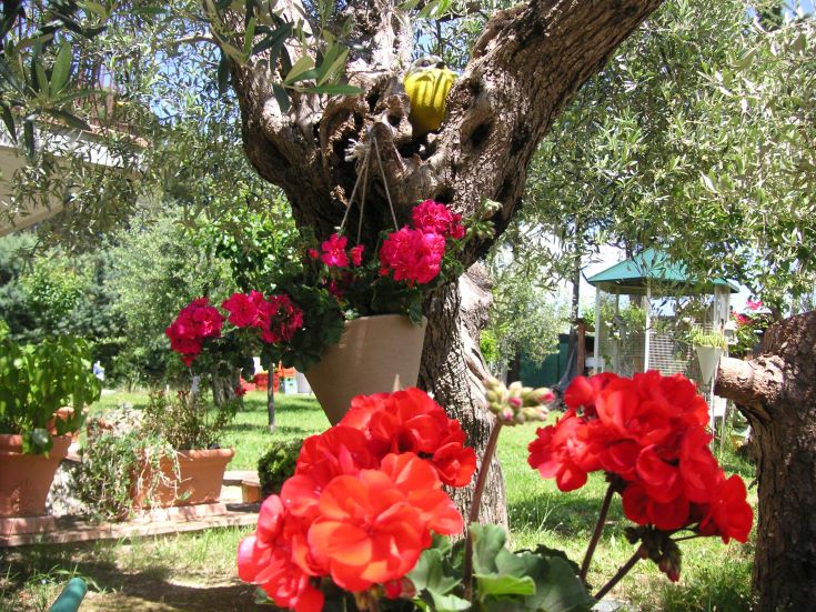 A green area with vibrant flowering plants, trees, and a peaceful atmosphere.