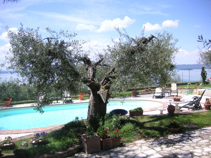 A peaceful area with a pool surrounded by olive trees, overlooking Lake Trasimeno.