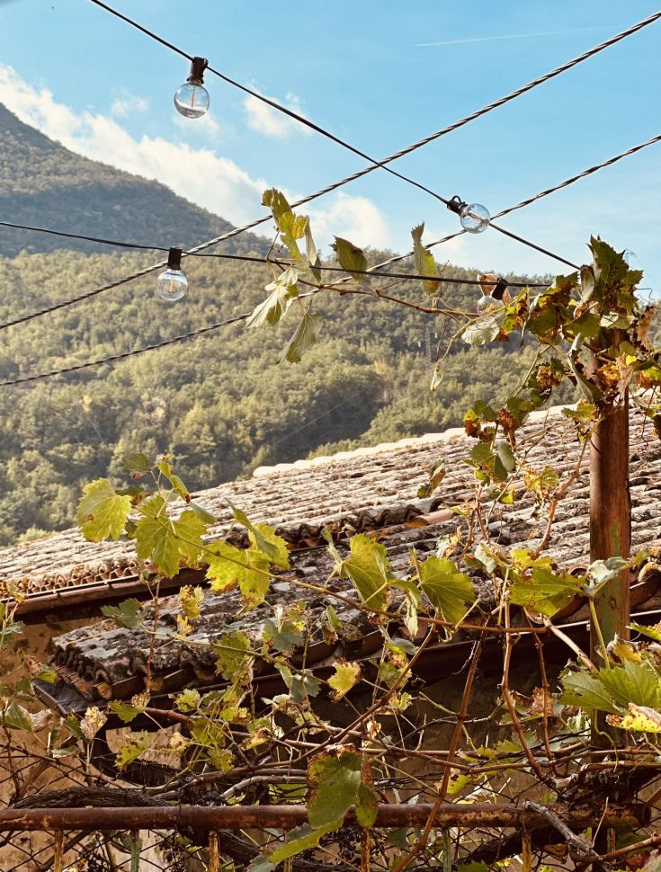 Weinreben verweben sich mit hängenden Lichtern, während im Hintergrund grüne Hügel sichtbar sind.